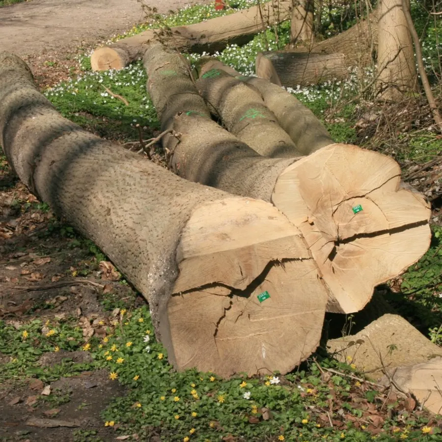 Grume de bois